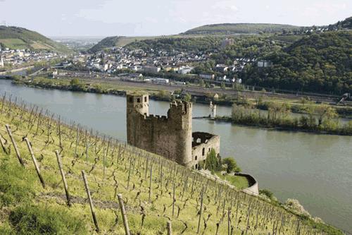 Vigneti lungo il corso del fiume Reno